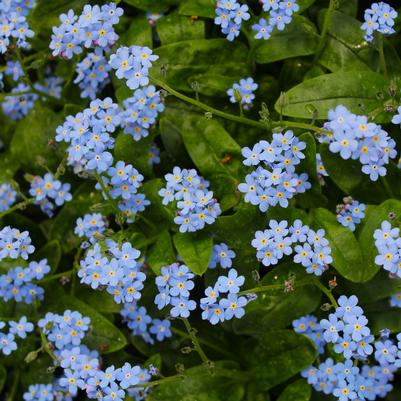 Myosotis sylvatica Victoria Blue