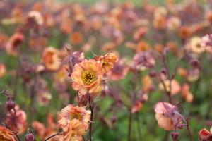 Geum Mai Tai