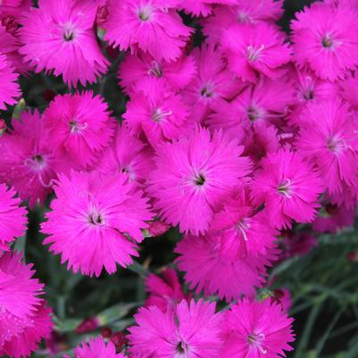 Dianthus Neon Star (Alpine Pinks)