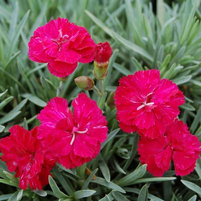 Dianthus allwoodii Frosty Fire