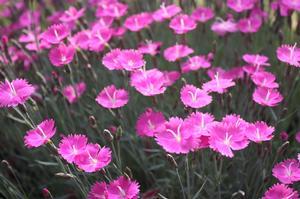 Dianthus gratianopolitanus Firewitch