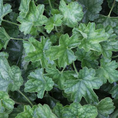 Heuchera sanguinea Ruby Bells