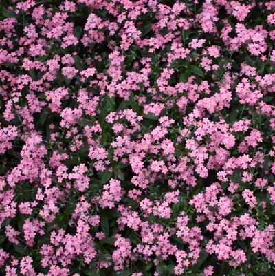 Myosotis sylvatica Victoria Rose