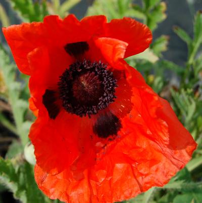 Papaver orientale Allegro (Oriental Poppy)