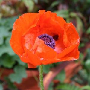 Papaver orientale Brilliant