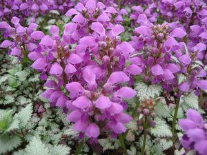 Lamium maculatum Ghost