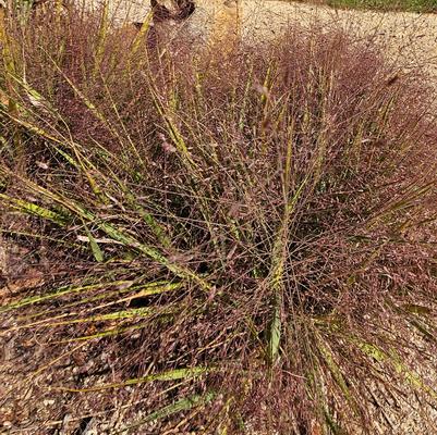 Eragrostis spectabilis 