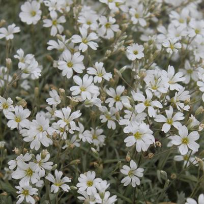 Cerastium tomentosum Yo Yo