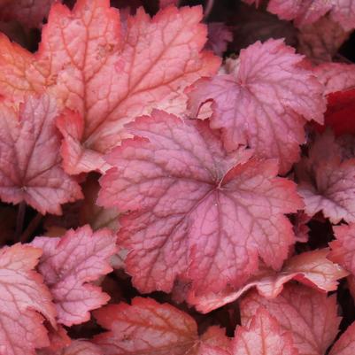 Heuchera Georgia Peach