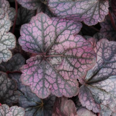 Heuchera Grape Expectations