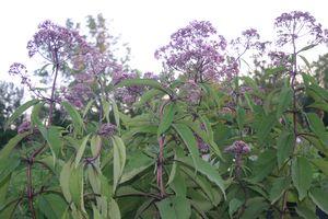 Eupatorium maculatum Gateway