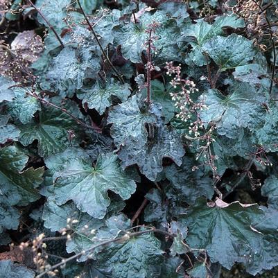 Heuchera micrantha Palace Purple