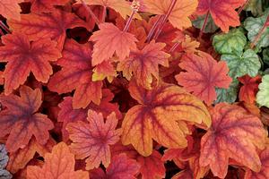 Heucherella Sweet Tea