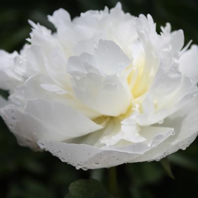 Paeonia lactiflora Duchess de Nemours