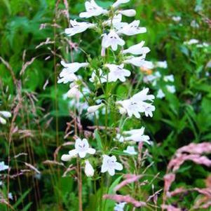 Penstemon digitalis 