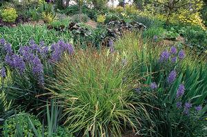 Carex stricta 