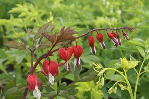 Dicentra spectabilis Valentine