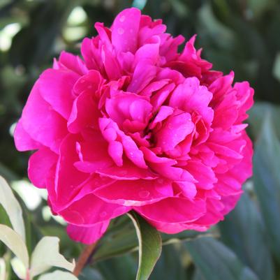 Paeonia lactiflora Karl Rosenfield (Peony)