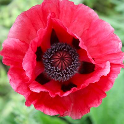 Papaver orientale Marlene