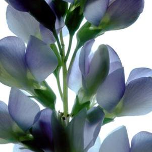 Baptisia australis Pixie Periwinkle