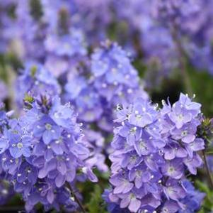 Veronica Blue Yonder