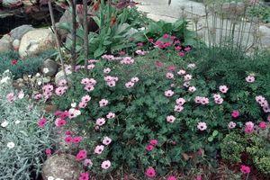 Geranium cinereum Ballerina