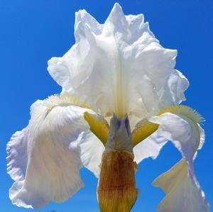 Iris Immortality