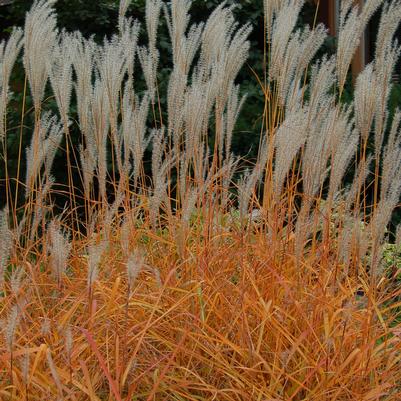 Miscanthus sinensis v. purpurascens 