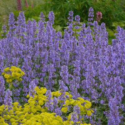 Nepeta grandiflora Summer Magic