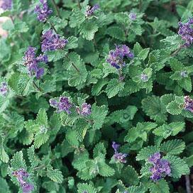 Nepeta racemosa Little Titch