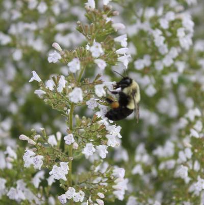 Calamintha nepeta var. nepeta White Cloud