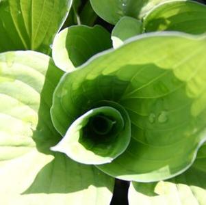 Hosta Gold Standard