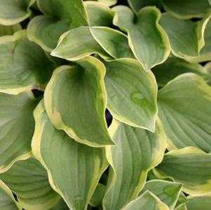 Hosta Golden Tiara