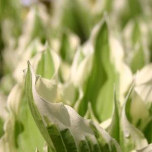 Hosta undulata Albomarginata