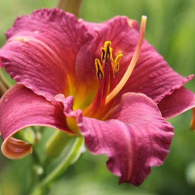 Hemerocallis Little Wine Cup