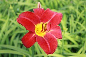 Hemerocallis Baja