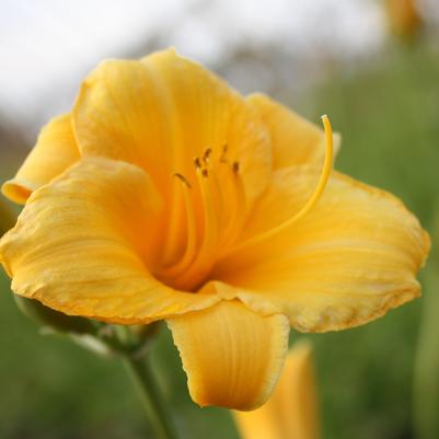 Hemerocallis Stella de Oro