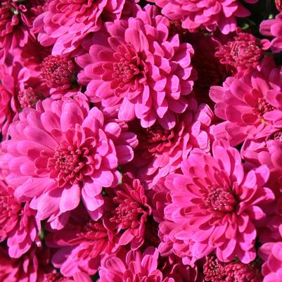 Chrysanthemum Danielle Purple