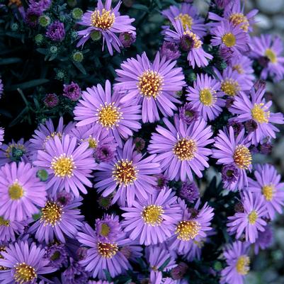 Aster dumosus Professor Anton Kippenburg