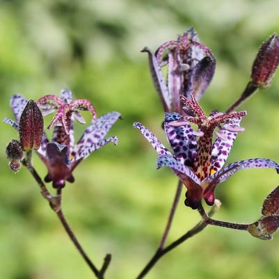 Tricyrtis formosana Dark Beauty