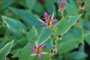 Tricyrtis formosana Gilt Edge