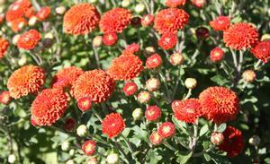 Chrysanthemum Izola Orange