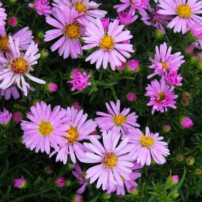 Aster dumosus Wood's Pink