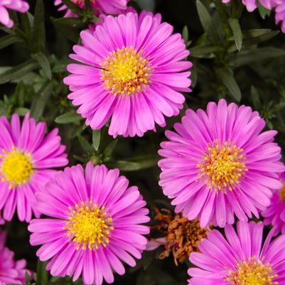 Aster novi-belgii Alert