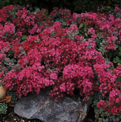 Sedum cauticola Lidakense