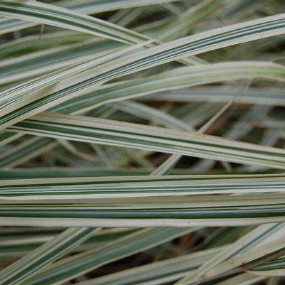 Miscanthus sinensis Variegatus