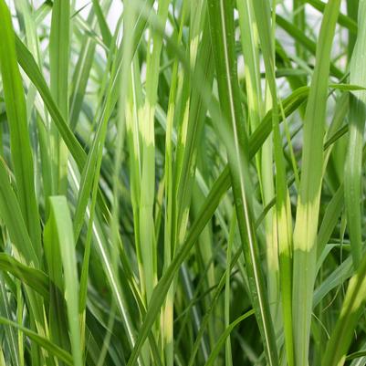 Miscanthus sinensis Zebrinus