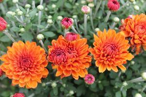 Chrysanthemum Miranda Orange
