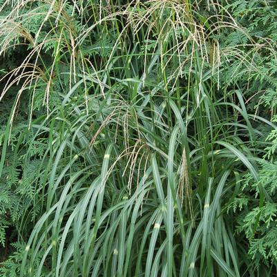 Miscanthus sinensis Little Zebra