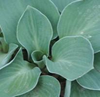 Hosta Blue Mouse Ears